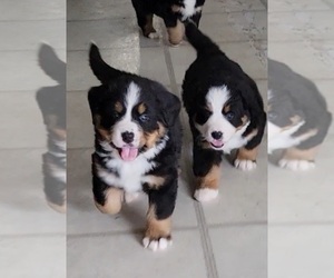 Bernese Mountain Dog Puppy for Sale in WATERFORD, Michigan USA