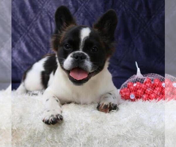 Medium Photo #3 French Bulldog Puppy For Sale in CHERRY BROOK, MA, USA