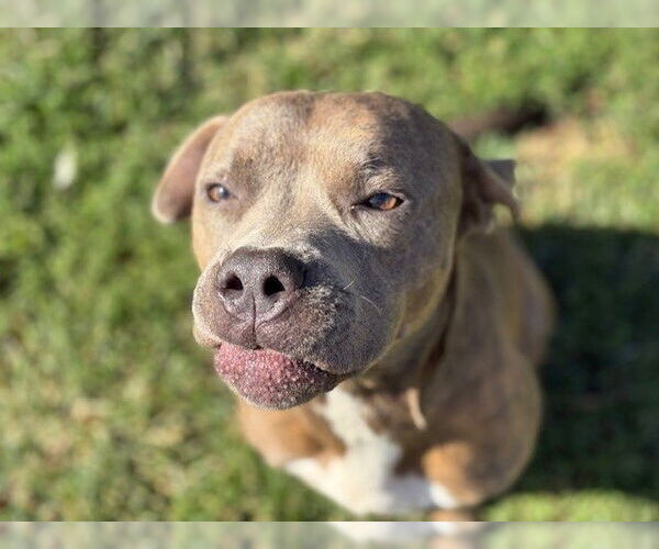 Medium Photo #1 American Pit Bull Terrier-Unknown Mix Puppy For Sale in Tulsa, OK, USA