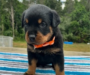 Rottweiler Puppy for Sale in BOSTON, Virginia USA
