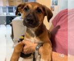 Small #1 Mutt