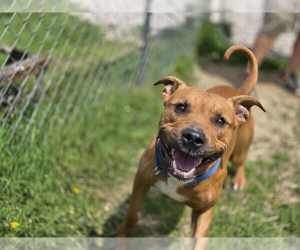 Medium Photo #3 Boxer-Unknown Mix Puppy For Sale in Evansville, IN, USA