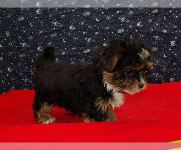 Medium Photo #14 Shorkie Tzu Puppy For Sale in PATERSON, NJ, USA