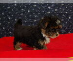 Small Photo #14 Shorkie Tzu Puppy For Sale in PATERSON, NJ, USA