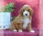 Image preview for Ad Listing. Nickname: Tori