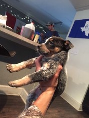 Australian Stumpy Tail Cattle Dog Puppy for sale in SAN MARCOS, TX, USA
