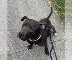 Small #8 American Pit Bull Terrier Mix