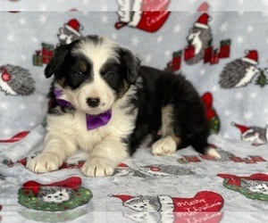 Australian Cattle Dog-Border Collie Mix Puppy for sale in LANCASTER, PA, USA