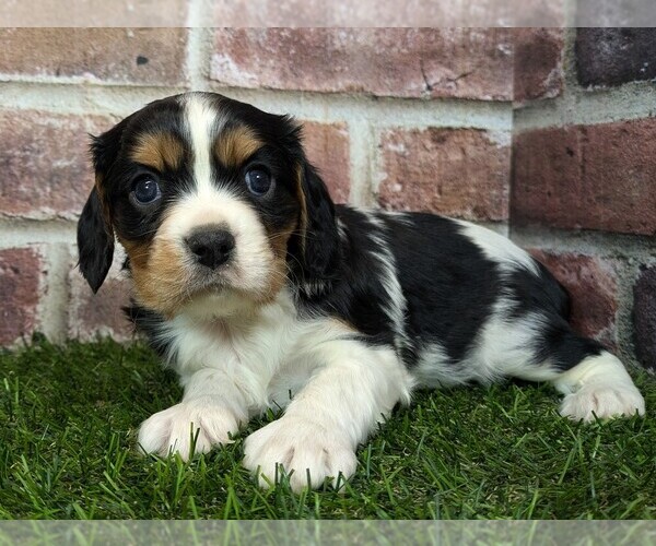 Medium Photo #2 Cavalier King Charles Spaniel Puppy For Sale in MOBERLY, MO, USA