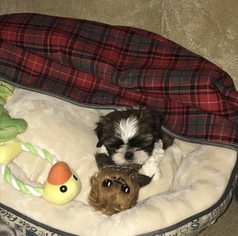 Shih Tzu Puppy for sale in LEES SUMMIT, MO, USA