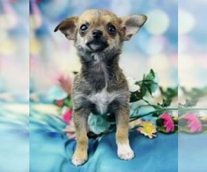 Chihuahua Puppy for sale in CINCINNATI, OH, USA