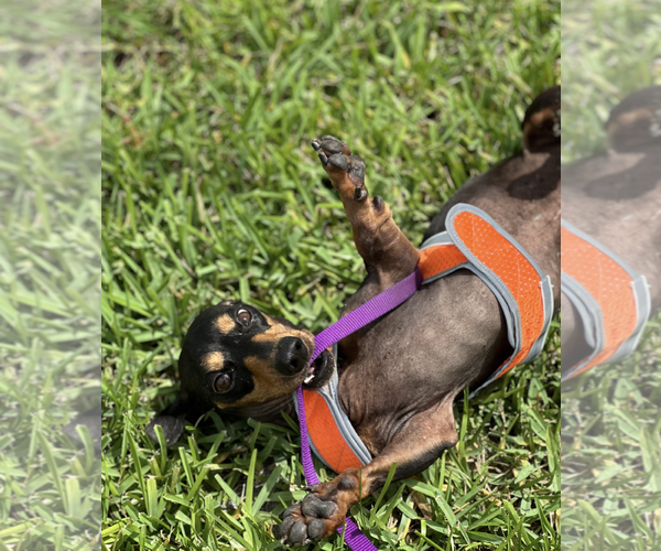 Medium Photo #6 Dachshund Puppy For Sale in Weston, FL, USA