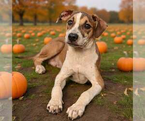 Fritz 26/739 - Male Mutt Dog for Adoption - Photo #2