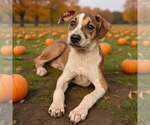 Small Photo #2 Mutt Puppy For Sale in Talladega, AL, USA