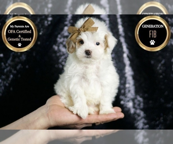 Medium Photo #6 Maltipoo (Miniature) Puppy For Sale in WARSAW, IN, USA