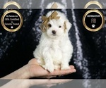 Small #5 Maltipoo (Miniature)