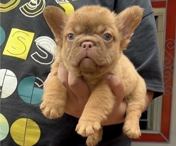 Medium Photo #2 French Bulldog Puppy For Sale in PORTLAND, OR, USA