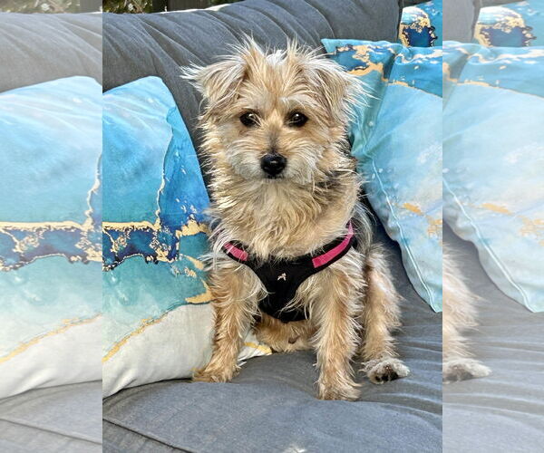 Medium Photo #5 Mutt Puppy For Sale in Corona, CA, USA