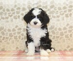 Small #2 Miniature Bernedoodle