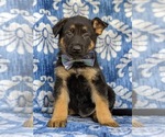 Small Photo #1 German Shepherd Dog Puppy For Sale in OXFORD, PA, USA