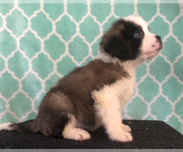 Medium Photo #2 Saint Bernard Puppy For Sale in AURORA, CO, USA