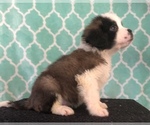 Small Photo #2 Saint Bernard Puppy For Sale in AURORA, CO, USA