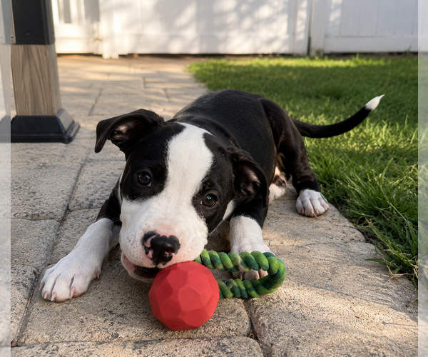Medium Photo #5 Mutt Puppy For Sale in Mooresville, NC, USA