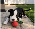 Small #4 Mutt