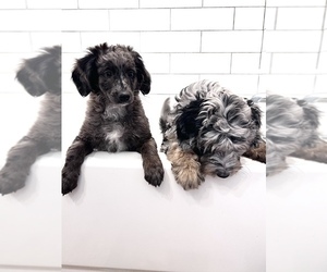 Goldendoodle-Miniature Bernedoodle Mix Puppy for sale in SOUTH ORANGE, NJ, USA