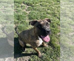 Boxer-Dutch Shepherd Mix Dogs for adoption in Lee's Summit, MO, USA