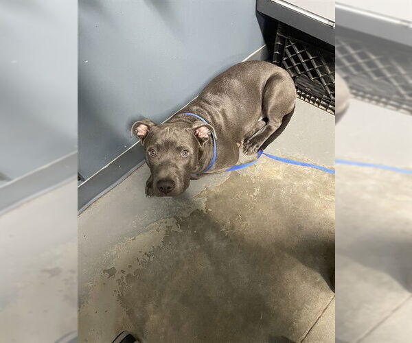 Medium Photo #1 American Staffordshire Terrier-Unknown Mix Puppy For Sale in Tallahassee, FL, USA