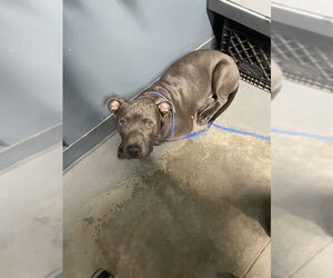 American Staffordshire Terrier-Unknown Mix Dogs for adoption in Tallahassee, FL, USA