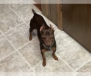 Father of the Miniature Pinscher puppies born on 08/14/2025