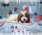 Tater - Male Poodle (Miniature) Puppy for Sale - Photo #10