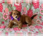 Small Photo #2 Bernedoodle (Miniature) Puppy For Sale in LANCASTER, PA, USA