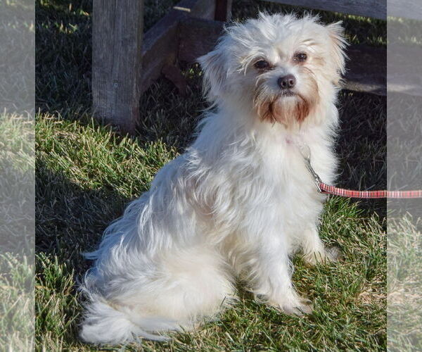 Medium Photo #3 Maltese-Unknown Mix Puppy For Sale in Huntley, IL, USA