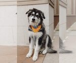 Small #3 Siberian Husky Mix
