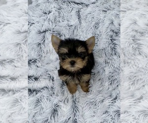 Yorkshire Terrier Puppy for sale in SANDY HOOK, KY, USA