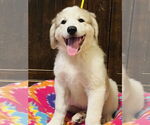 Small #1 Great Pyrenees
