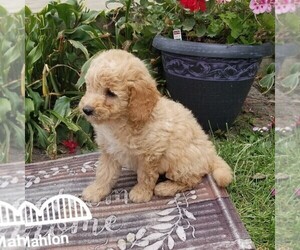 Goldendoodle (Miniature) Puppy for sale in ARTHUR, IL, USA