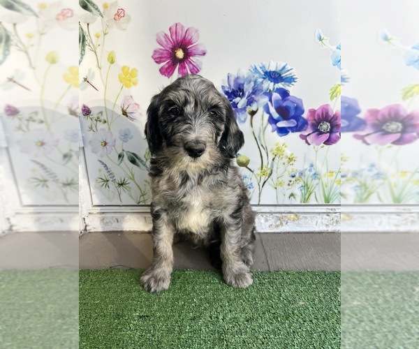 Medium Photo #1 Golden Mountain Doodle Puppy For Sale in SAN JACINTO, CA, USA