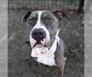 American Staffordshire Terrier-Unknown Mix Dogs for adoption in San Antonio, TX, USA