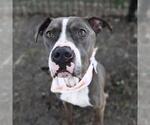 Small American Staffordshire Terrier Mix