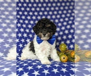 Poodle (Miniature) Puppy for sale in RISING SUN, MD, USA