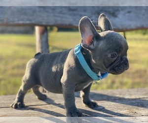 French Bulldog Puppy for sale in BROOKLYN, NY, USA