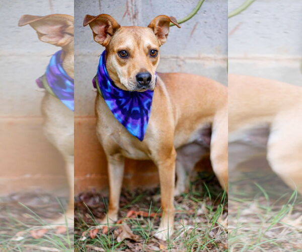 Medium Photo #1 Mutt Puppy For Sale in Greenville, SC, USA