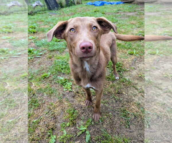 Medium Photo #2 Mutt Puppy For Sale in Calhoun, GA, USA