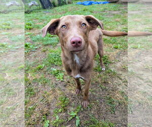 Karmin - Female Mutt Dog for Adoption - Photo #2