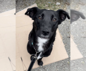 Australian Kelpie-Labrador Retriever Mix Dogs for adoption in Anchorage, AK, USA