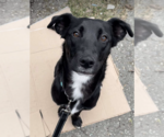 Small Australian Kelpie-Labrador Retriever Mix